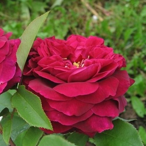 Gärtnerei - Rosa Ausvelvet - rot - englische rosen - stark duftend - David Austin - -